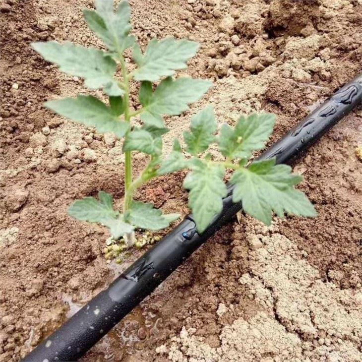 Drip irrigation system — UJ campus